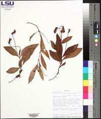Seemannia sylvatica image
