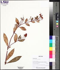 Seemannia sylvatica image