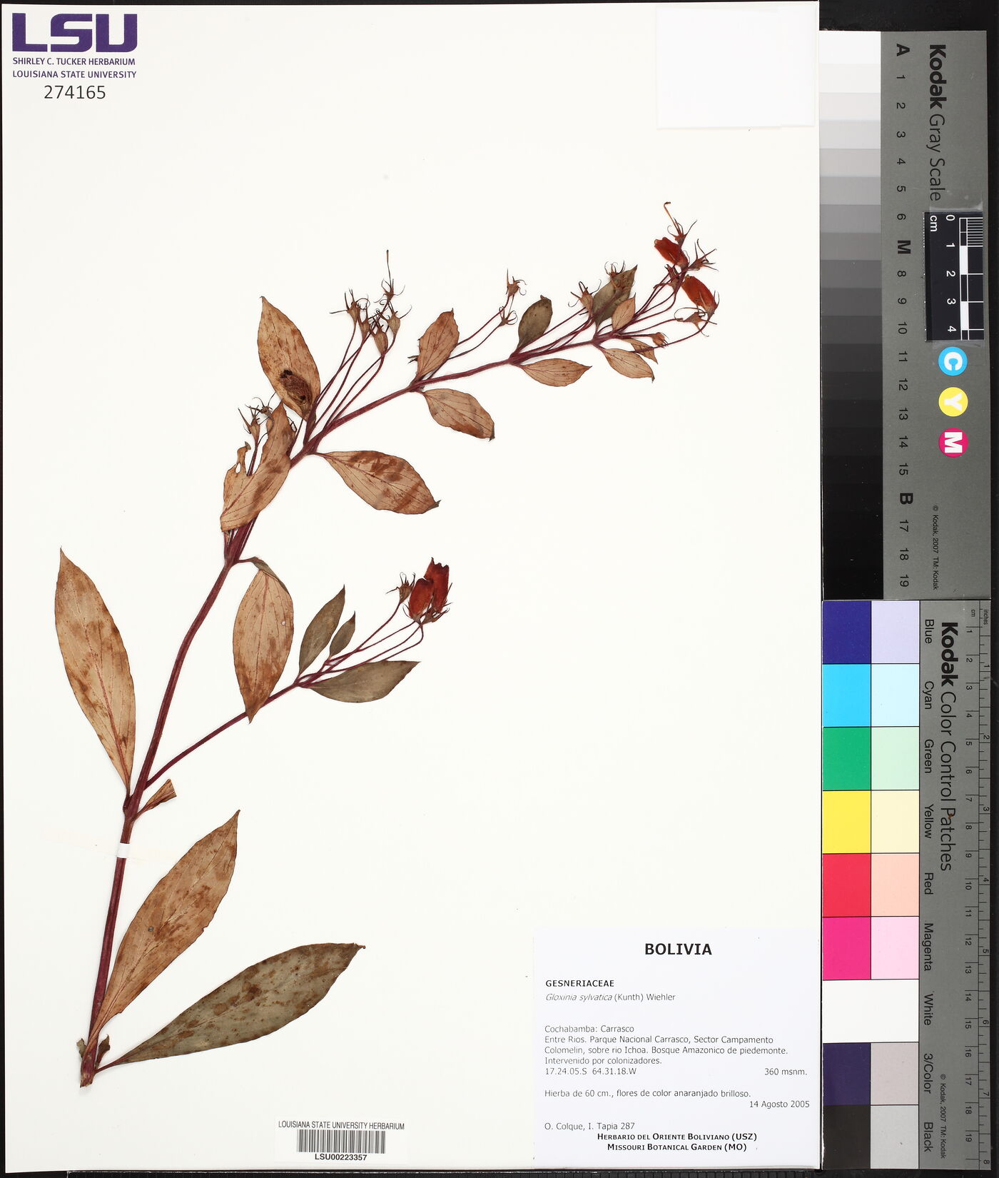 Seemannia sylvatica image