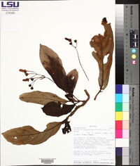 Besleria longipedunculata image