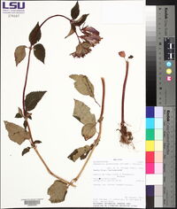 Seemannia gymnostoma image