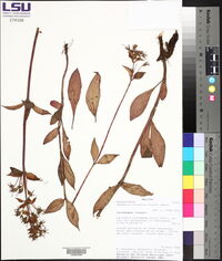 Seemannia sylvatica image