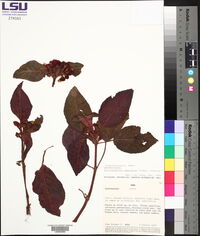 Corytoplectus speciosus image