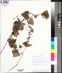 Aristolochia argentina image