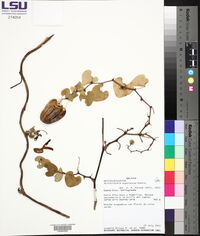 Aristolochia esperanzae image