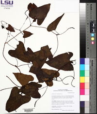 Aristolochia odoratissima image