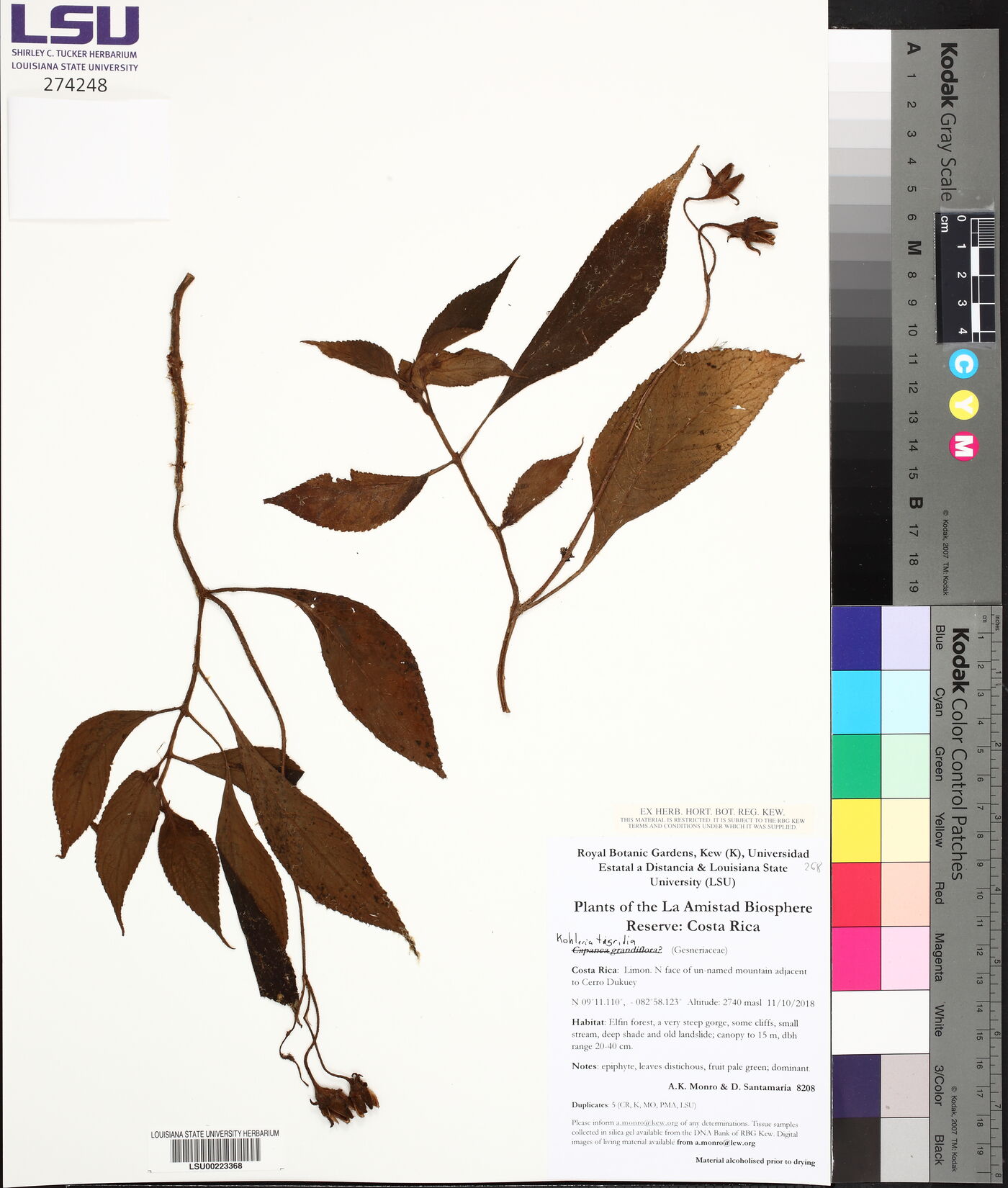 Kohleria tigridia image