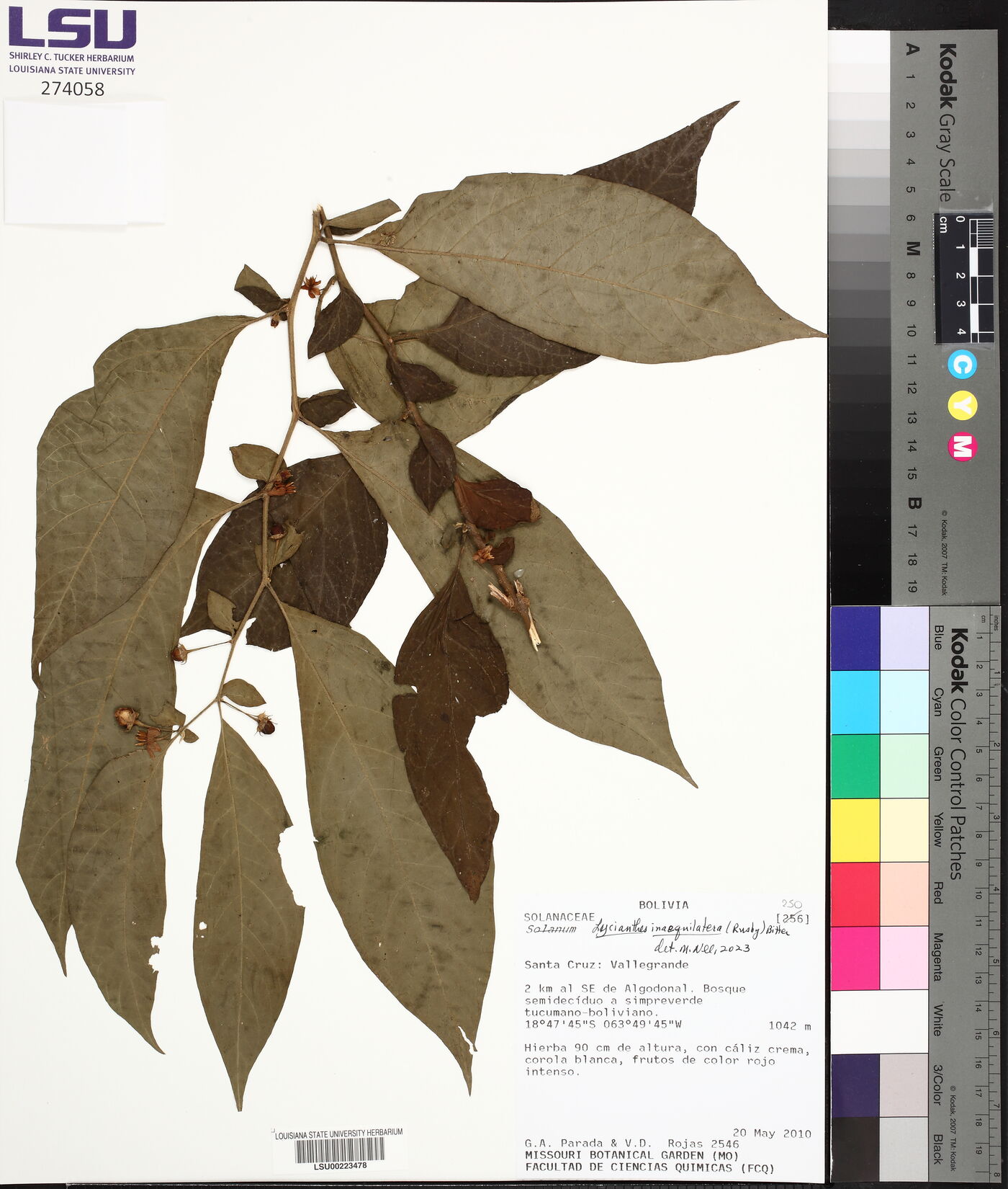 Lycianthes inaequilatera image