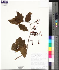 Solanum consimile image