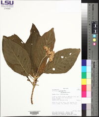 Solanum riparium image