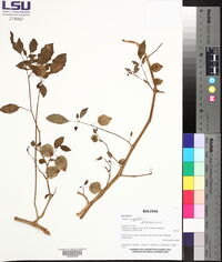 Physalis angulata image