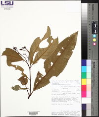Solanum sessile image