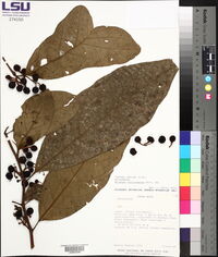 Solanum rovirosanum image