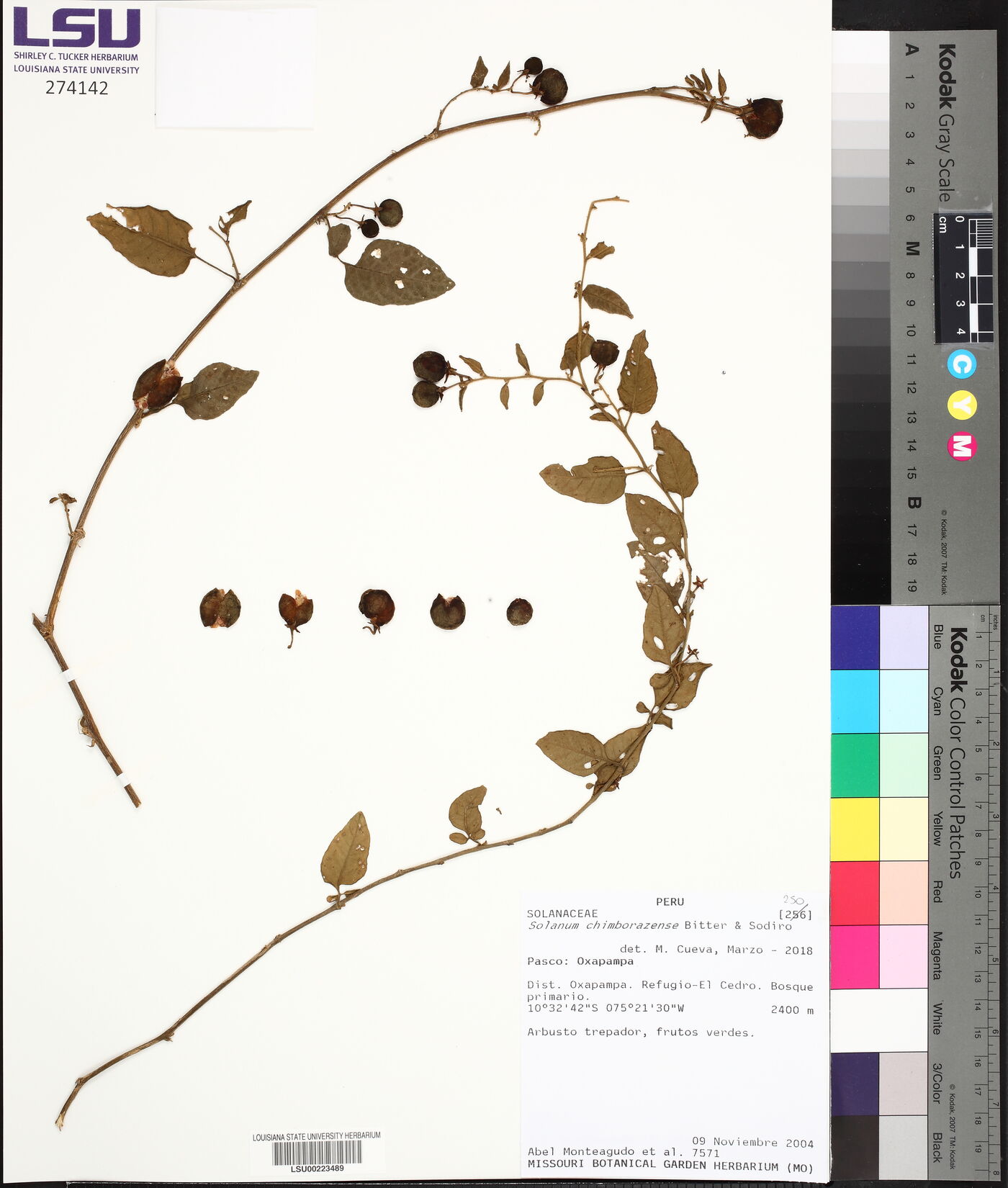 Solanum chimborazense image