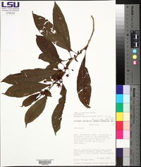 Solanum vacciniiflorum image