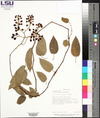 Solanum ipomoea image