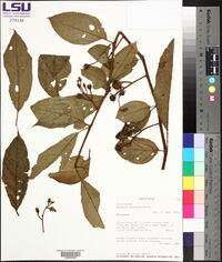 Solanum aturense image