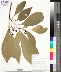 Solanum rovirosanum image