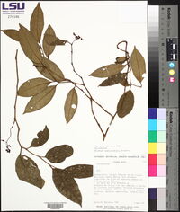Solanum tuerckheimii image