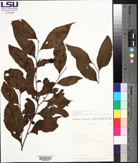Solanum pertenue image