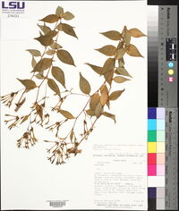 Media resource of Cestrum acuminatum