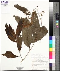 Cestrum racemosum image