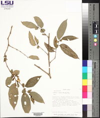 Cuatresia riparia image