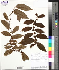 Pearcea pileifolia image