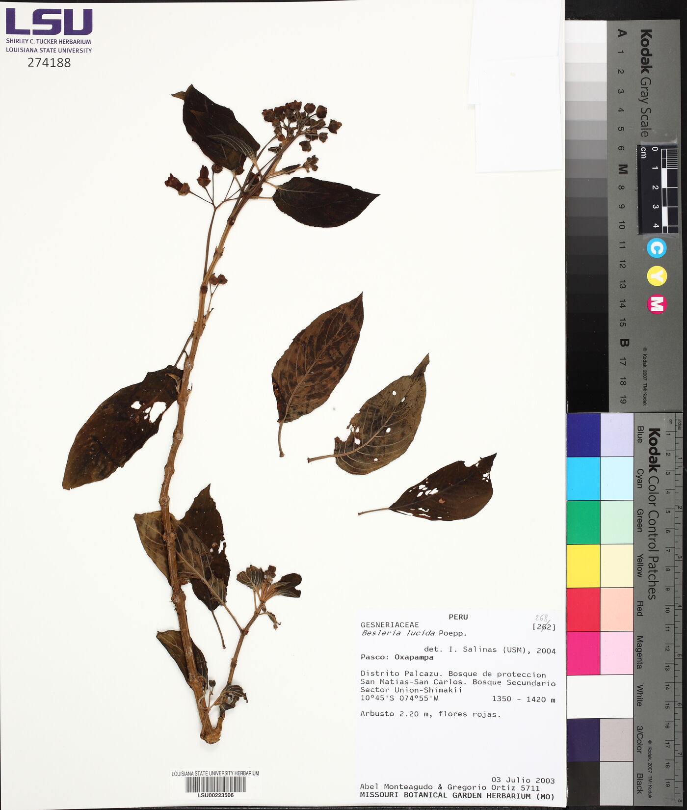 Besleria lucida image