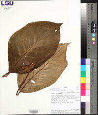 Glossoloma anomalum image