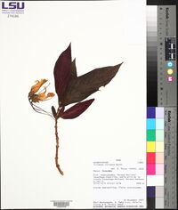 Columnea strigosa image
