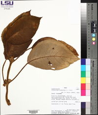 Glossoloma anomalum image