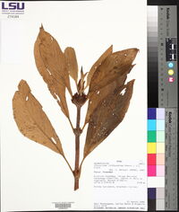 Glossoloma ichthyoderma image