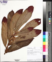 Columnea guttata image