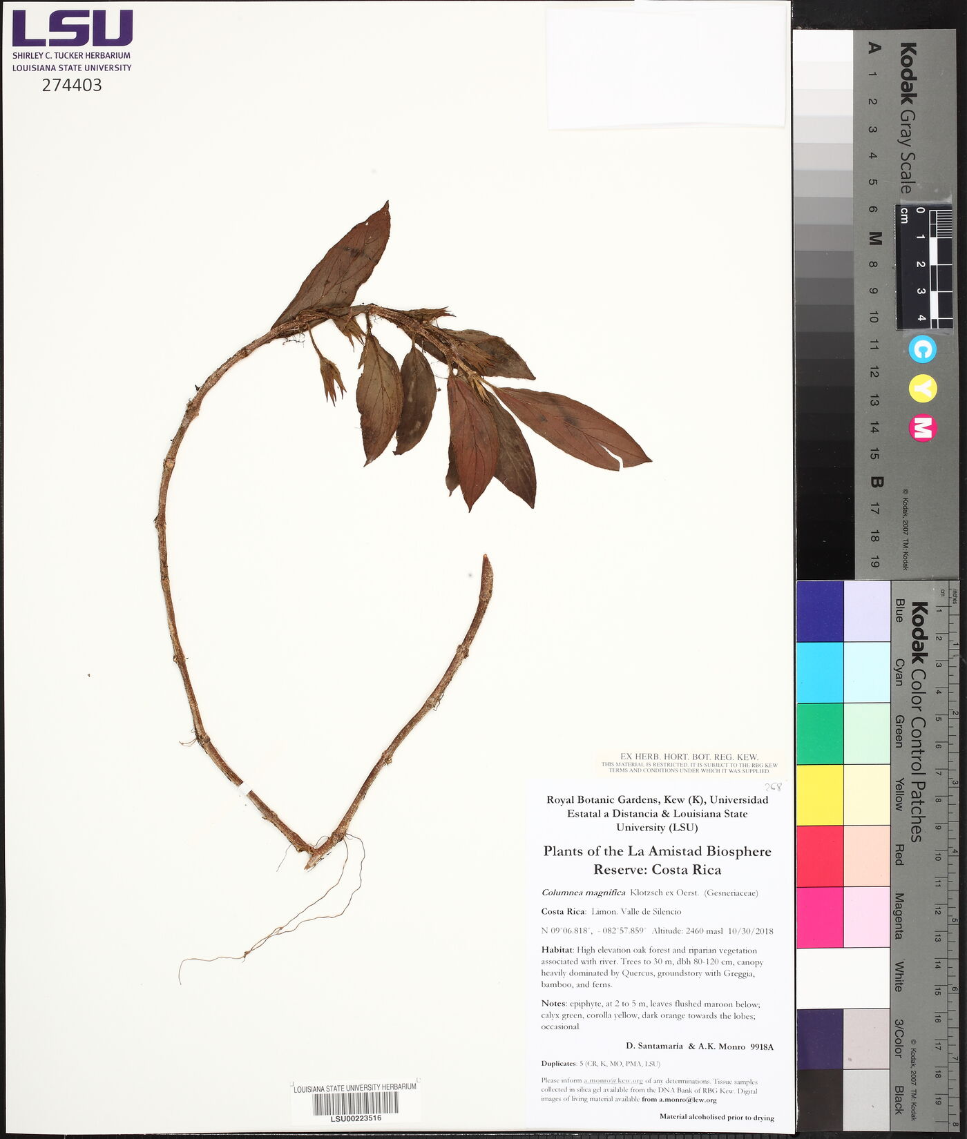 Columnea magnifica image