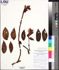 Columnea magnifica image