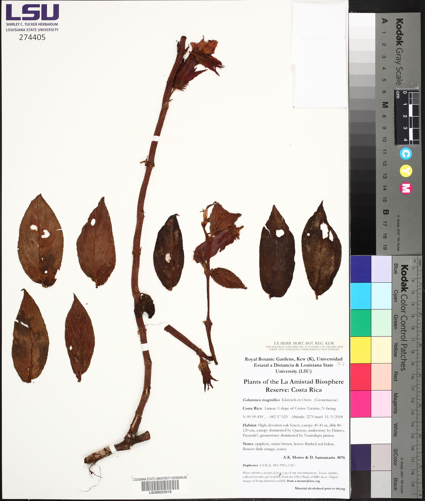 Columnea magnifica image