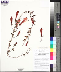 Media resource of Columnea chiricana