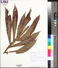 Columnea tessmannii image