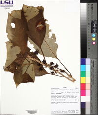 Glossoloma medusaeum image