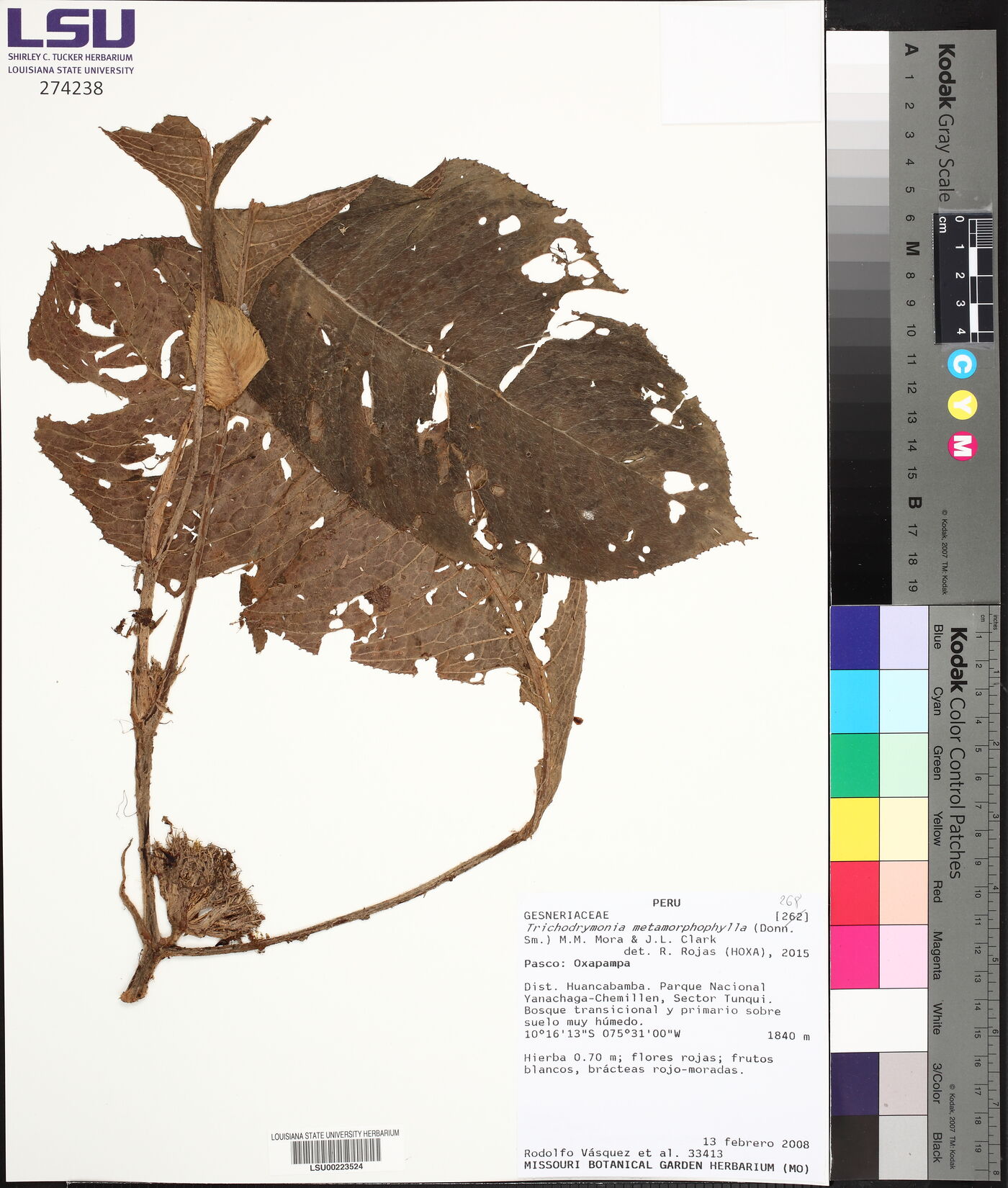 Trichodrymonia metamorphophylla image
