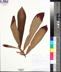 Columnea guttata image