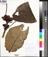 Drymonia urceolata image