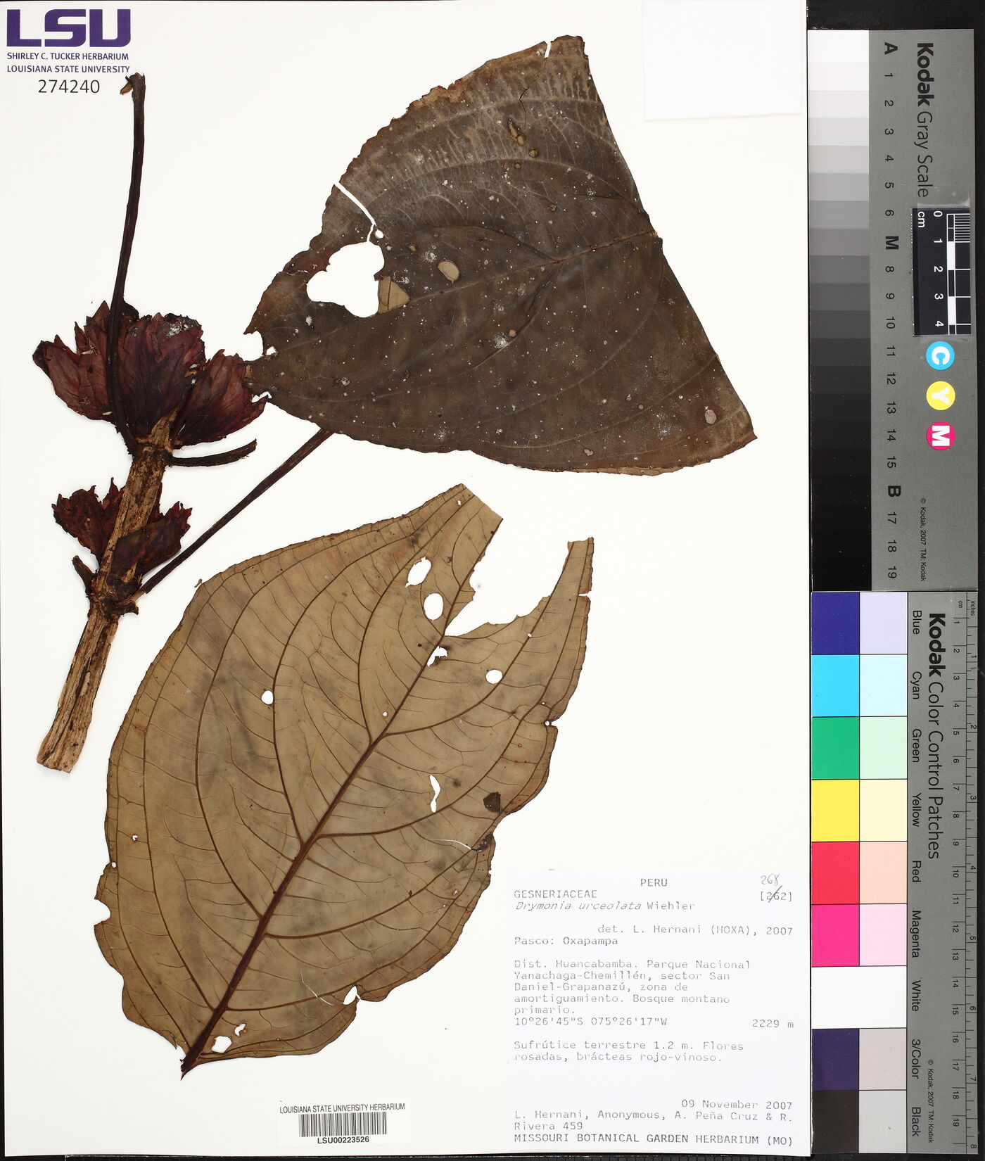 Drymonia urceolata image