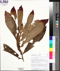 Columnea guttata image
