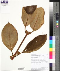 Glossoloma anomalum image