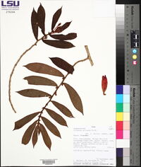 Columnea anisophylla image