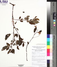 Begonia urticae image