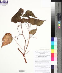 Begonia udisilvestris image