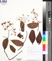 Begonia peruviana image